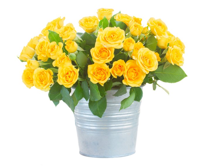 Yellow Roses in a Bucket
