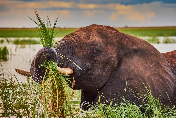Elephant Eating Grass in Water
