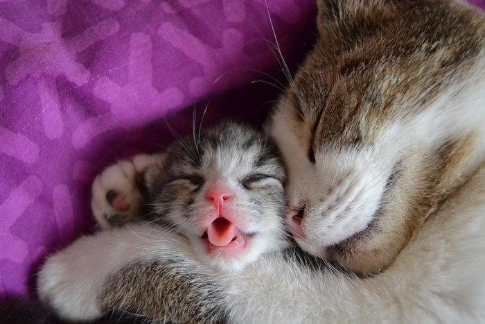 Kitten yawning next to mother cat
