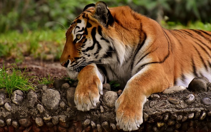 Tiger lying on rocks