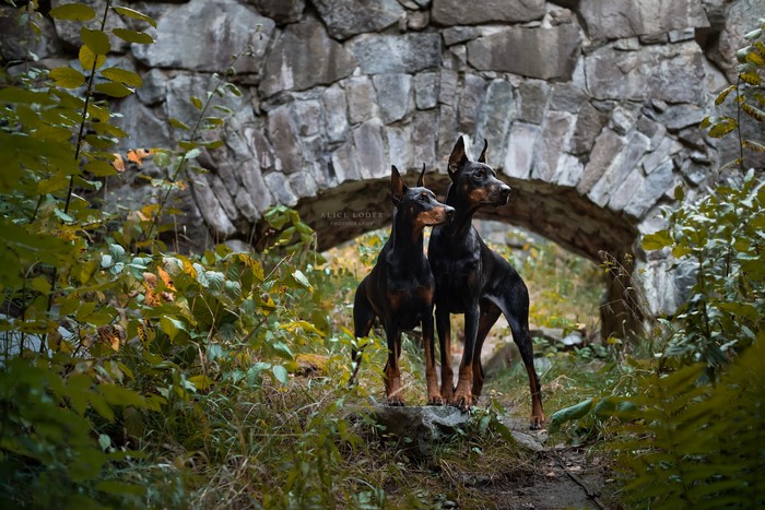 Two Doberman Pinschers by Stone Archway