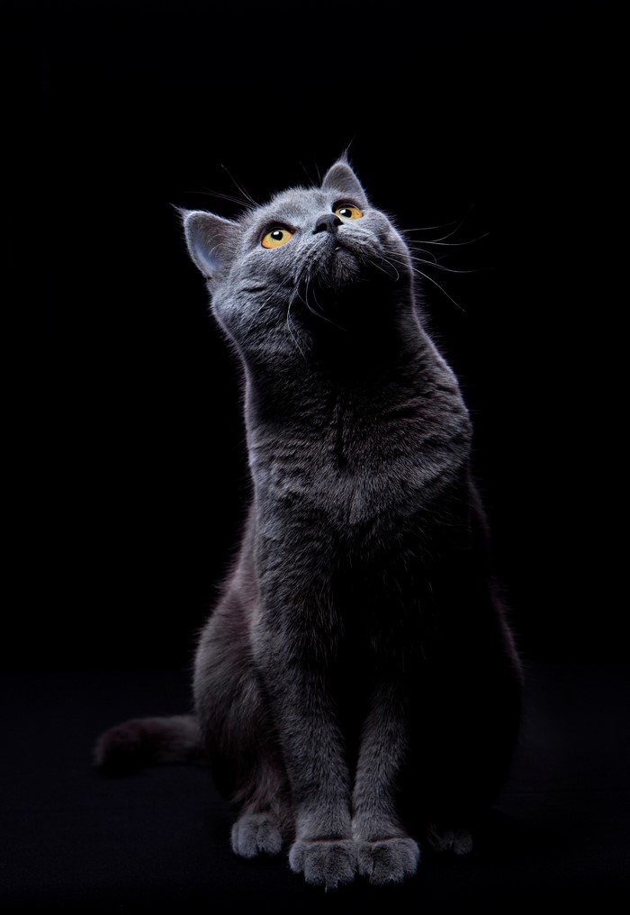 A British Shorthair cat looking up