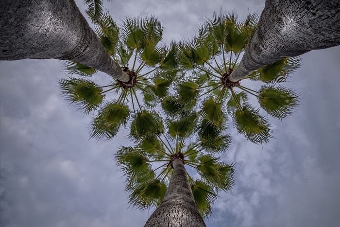 Looking up at palm trees forming a heart shape