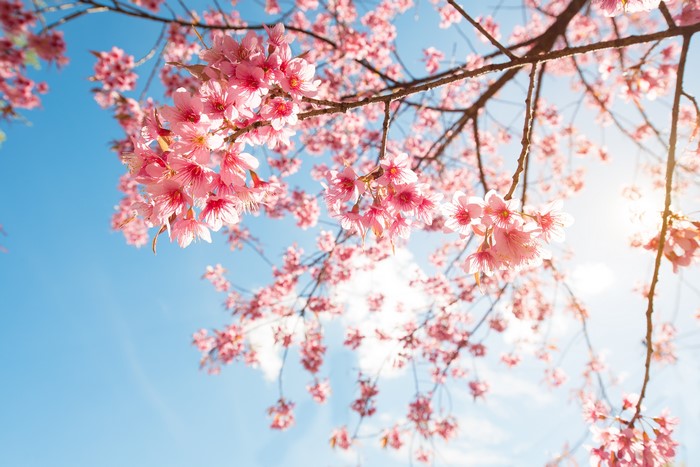 Pink Sakura Flowers on Branches