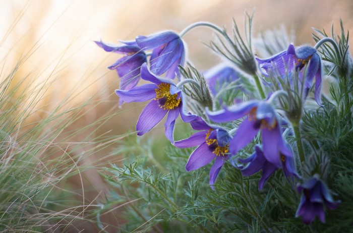 Purple Pulsatilla flowers with soft background