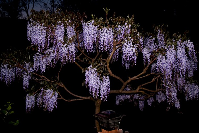 Wisteria tree with purple flowers at night