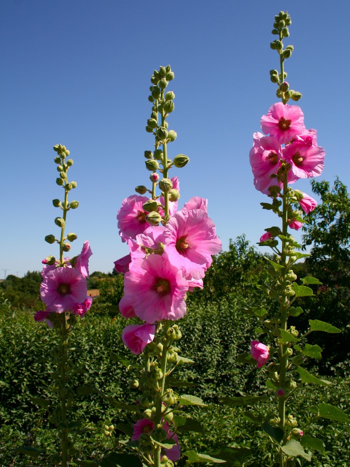 Pink Hollyhock flowers against a blue sky