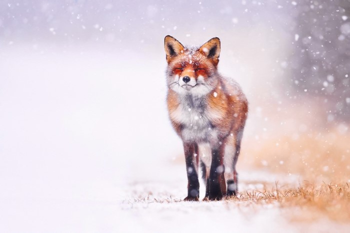Fox in falling snow