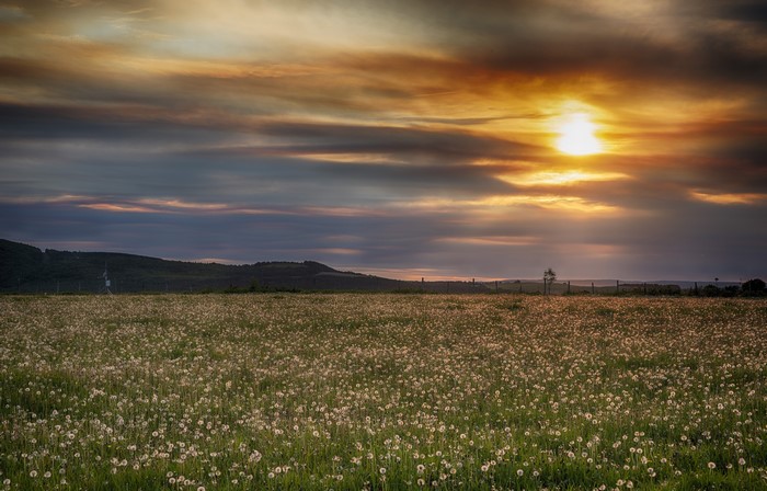 Field of dandelions at sunset