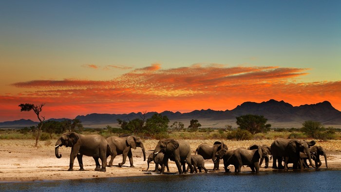 Elephants walking by a watering hole at sunset in Africa