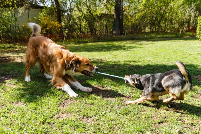 Two dogs playing tug-of-war with a rope