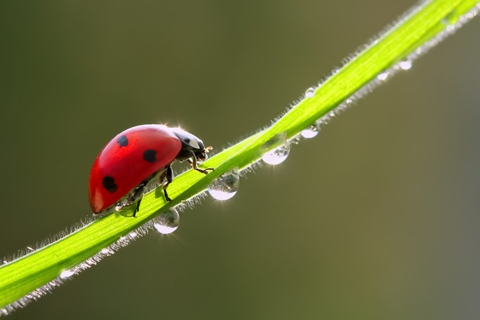Ladybug on a blade of grass with dew drops
