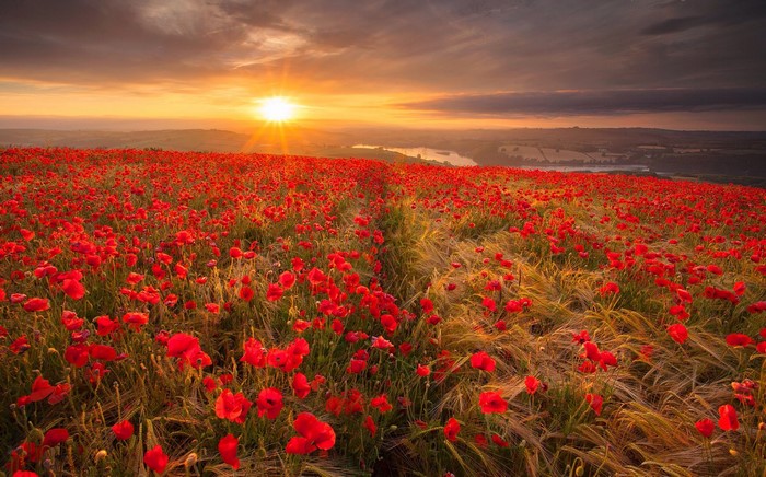 Field of poppies at sunset