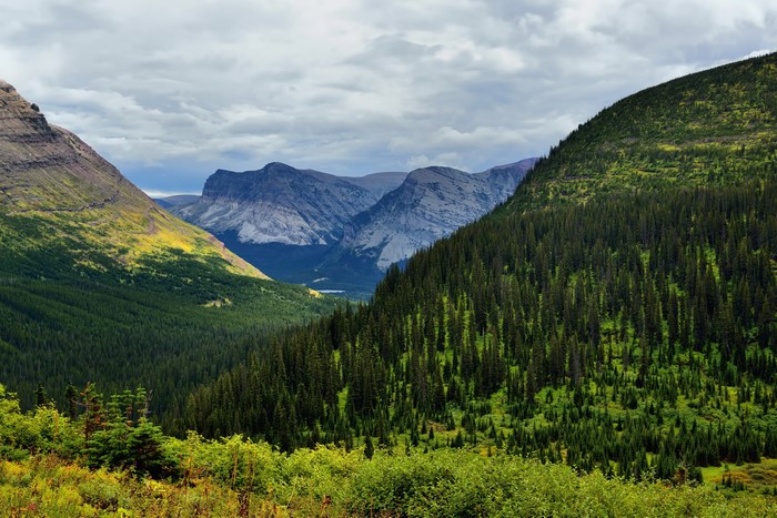 Mountains and Forests in Glacier National Park