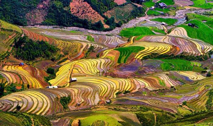 Terraced rice fields in a tropical landscape