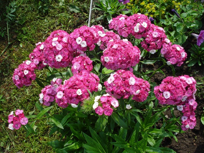 Pink and white Phlox flowers in a garden