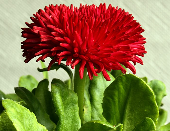 Red Bellis flower closeup
