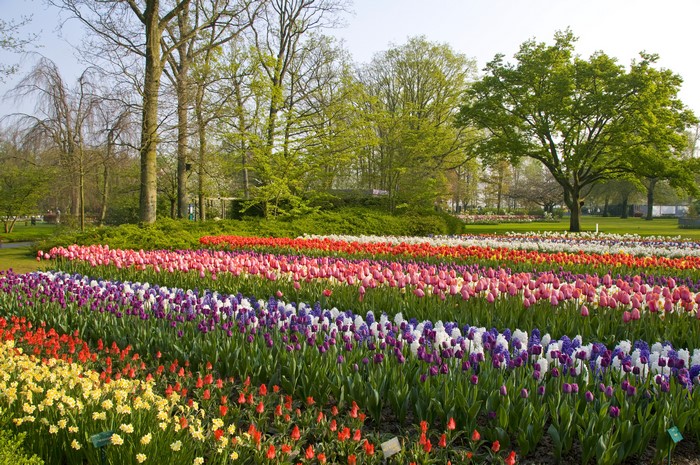 Keukenhof Gardens Lisse Netherlands Tulips Daffodils Hyacinths