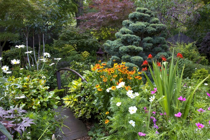 Garden with Cosmos, Spruce, and Shrubs in Walsall, England