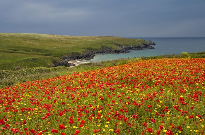 Field of Poppies and Yellow Flowers overlooking the Coast in Crantock, England