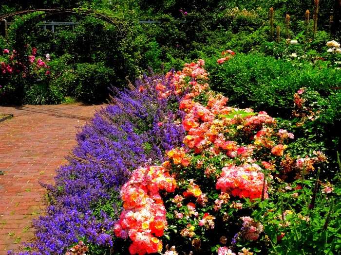 Brooklyn Botanic Garden with Roses and Delphinium