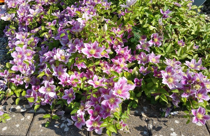 Pink Clematis flowers blooming on a paved path