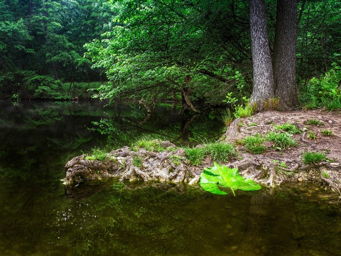 Trees reflected in a pond in a park