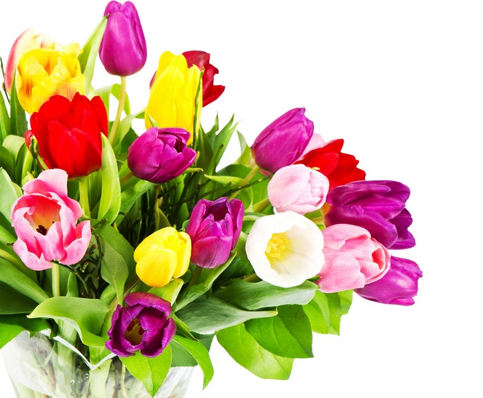 Bouquet of colorful tulips on a white background