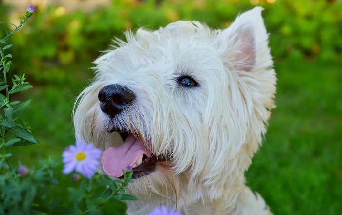 West Highland White Terrier dog with purple flowers