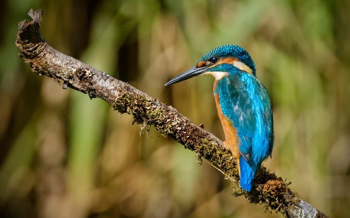 Common Kingfisher perched on a mossy branch