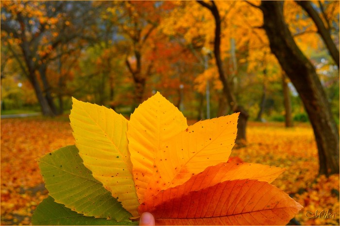 Autumn leaves in a park
