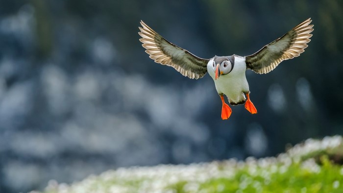 Atlantic Puffin in flight