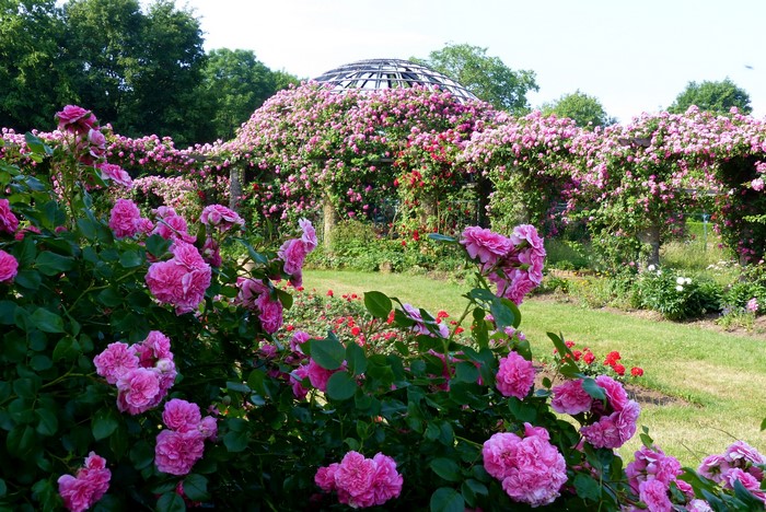 Darmstadt Park Rosenhoehe Germany Roses Garden
