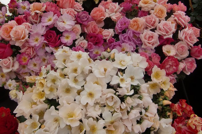 A close-up of a bouquet of multicolor roses