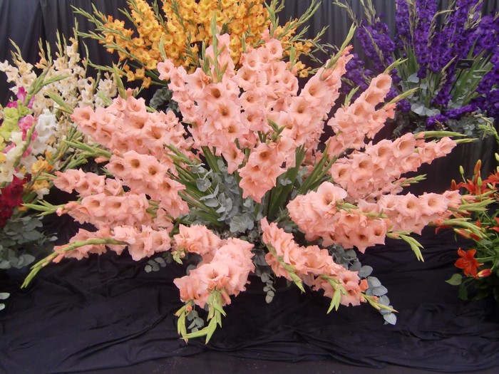 Close-up of many peach gladioluses with other flowers