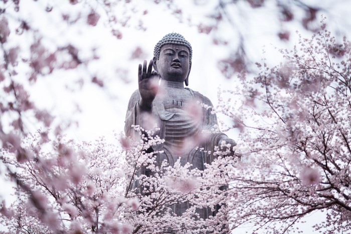 Buddha statue surrounded by cherry blossoms