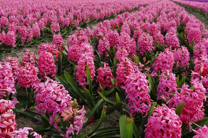 Field of Pink Hyacinths