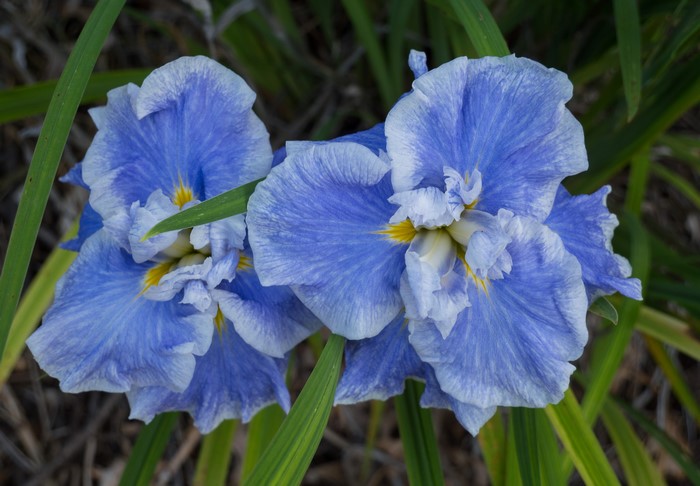 Close-up of light blue irises