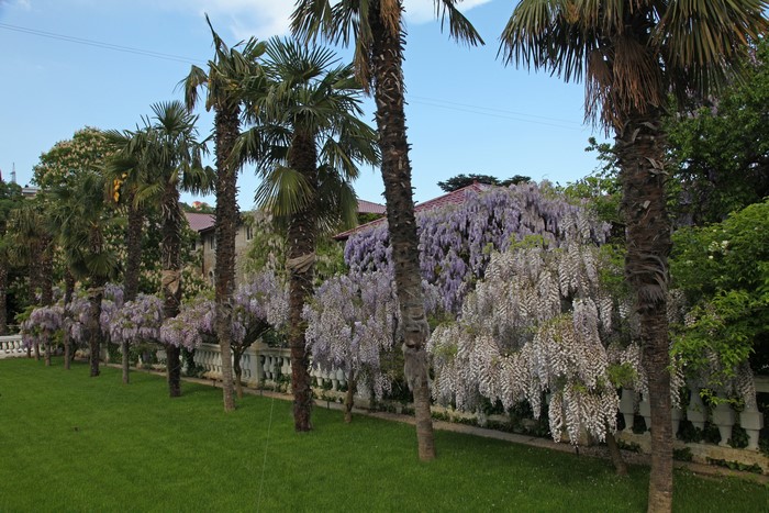 Wisteria and Palms at Nikitsky Botanical Garden, Crimea