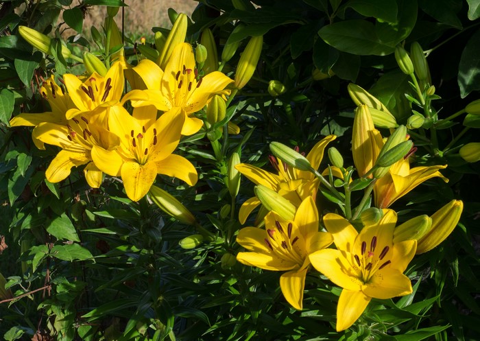 Yellow Lilies in Bloom
