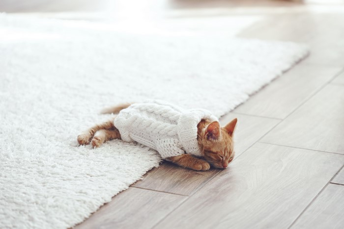 Kitten in a sweater sleeping on a rug