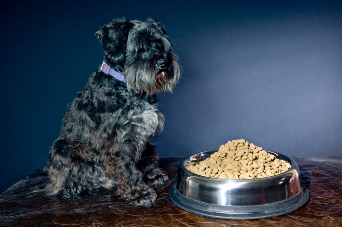 Black Schnauzer dog with a bowl of food