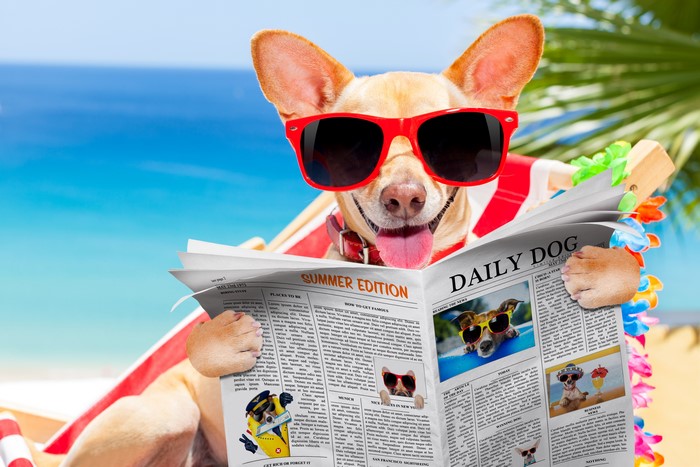 Chihuahua wearing sunglasses reads a newspaper on the beach
