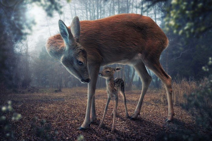 Mother deer and fawn in a misty forest