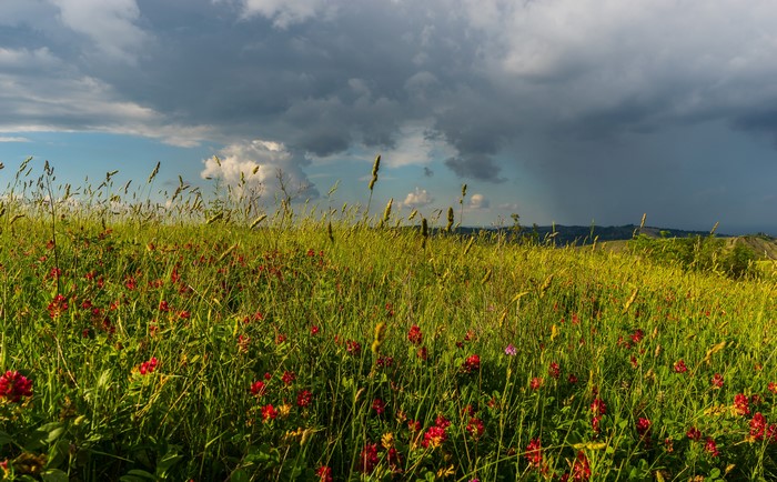Field of grass and red flowers under stormy sky