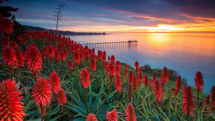 Red Aloe Vera Flowers at Sunset with Pier