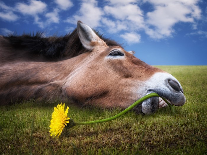 Horse eating a dandelion in a grassy field