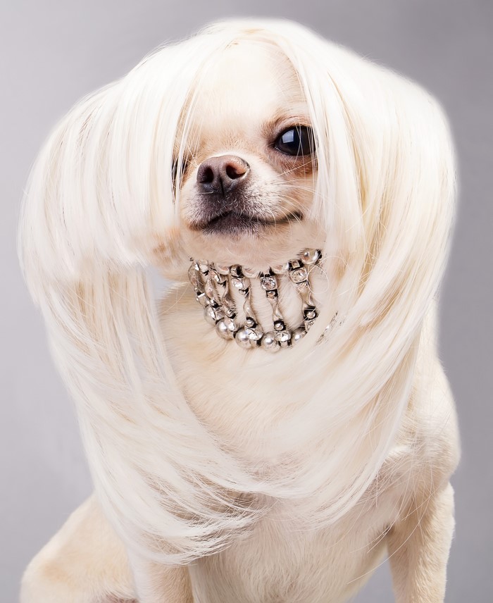 Chihuahua wearing a blonde wig and jewelry