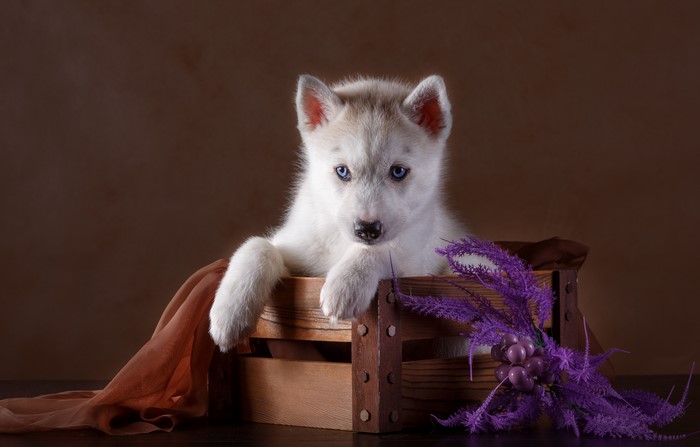 Husky puppy in a wooden crate with purple flowers