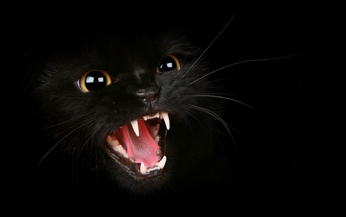 Fierce Black Cat Showing Sharp Fangs